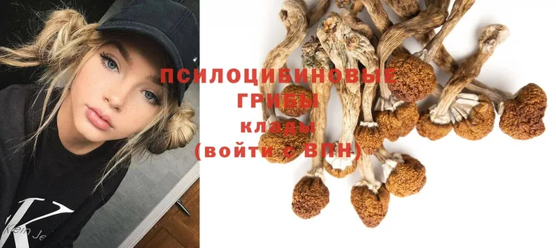 Галлюциногенные грибы Psilocybe  где продают наркотики  Гагарин 